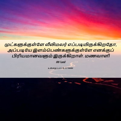 Picture 06 - உன்னதப்பாட்டு 2:2 TAMIRV - முட்களுக்குள்ளே - Bible Verse Picture