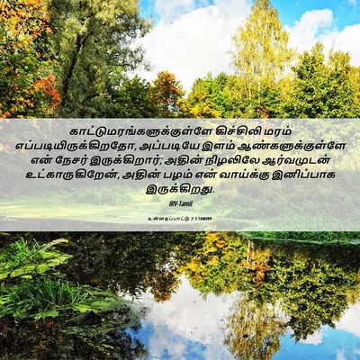 Picture 06 - உன்னதப்பாட்டு 2:3 TAMIRV -  - Bible Verse Picture