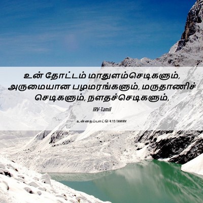 Picture 06 - உன்னதப்பாட்டு 4:13 TAMIRV - உன் தோட்டம் - Bible Verse Picture