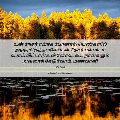 Picture 06 - உன்னதப்பாட்டு 6:1 TAMIRV - உன் நேசர் எங்கே - Bible Verse Picture