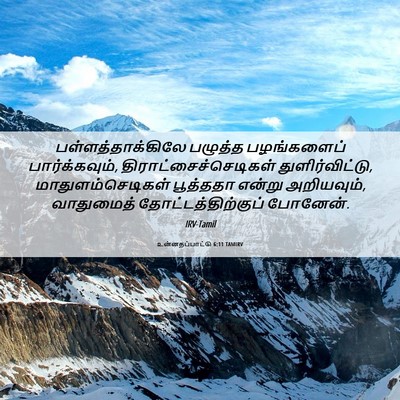 Picture 06 - உன்னதப்பாட்டு 6:11 TAMIRV - பள்ளத்தாக்கிலே - Bible Verse Picture