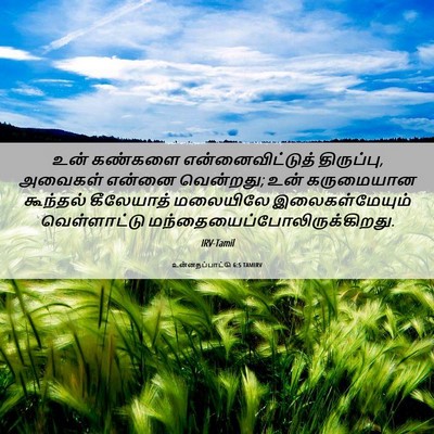 Picture 06 - உன்னதப்பாட்டு 6:5 TAMIRV - உன் கண்களை - Bible Verse Picture