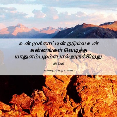 Picture 06 - உன்னதப்பாட்டு 6:7 TAMIRV - உன் முக்காட்டின் - Bible Verse Picture