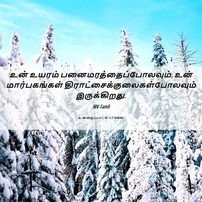 Picture 06 - உன்னதப்பாட்டு 7:7 TAMIRV - உன் உயரம் - Bible Verse Picture