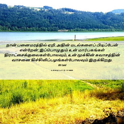 Picture 06 - உன்னதப்பாட்டு 7:8 TAMIRV - நான் பனைமரத்தில் - Bible Verse Picture