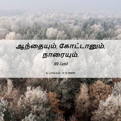 Picture 06 - உபாகமம் 14:16 TAMIRV - ஆந்தையும், - Bible Verse Picture