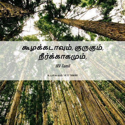 Picture 06 - உபாகமம் 14:17 TAMIRV - கூழக்கடாவும், - Bible Verse Picture