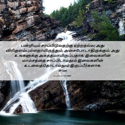 Picture 06 - உபாகமம் 14:8 TAMIRV - பன்றியும் - Bible Verse Picture