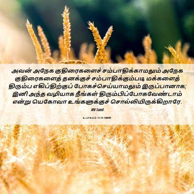 Picture 06 - உபாகமம் 17:16 TAMIRV - அவன் அநேக - Bible Verse Picture