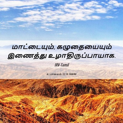 Picture 06 - உபாகமம் 22:10 TAMIRV - மாட்டையும், - Bible Verse Picture