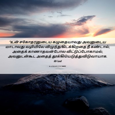 Picture 06 - உபாகமம் 22:4 TAMIRV - “உன் சகோதரனுடைய - Bible Verse Picture
