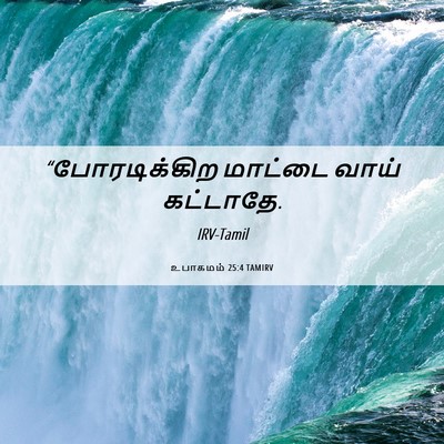 Picture 06 - உபாகமம் 25:4 TAMIRV - “போரடிக்கிற - Bible Verse Picture