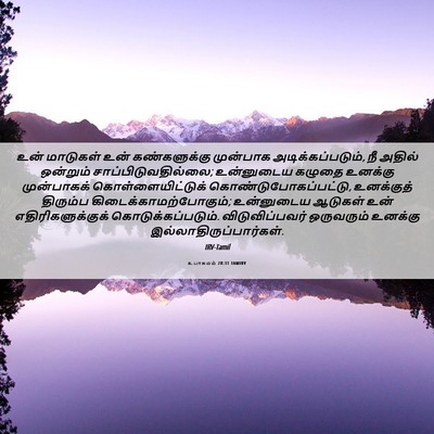Picture 06 - உபாகமம் 28:31 TAMIRV - உன் மாடுகள் உன் - Bible Verse Picture
