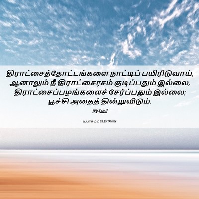 Picture 06 - உபாகமம் 28:39 TAMIRV -  - Bible Verse Picture