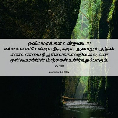 Picture 06 - உபாகமம் 28:40 TAMIRV - ஒலிவமரங்கள் - Bible Verse Picture