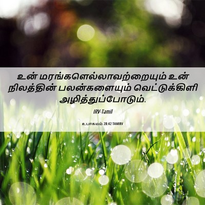 Picture 06 - உபாகமம் 28:42 TAMIRV - உன் - Bible Verse Picture