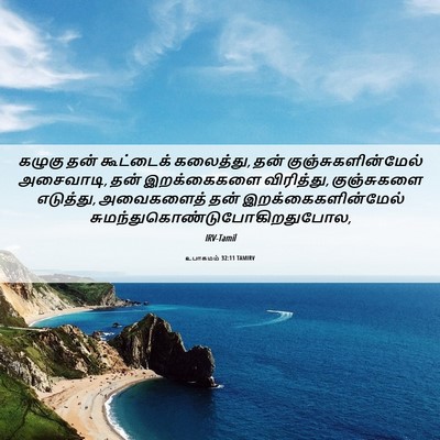 Picture 06 - உபாகமம் 32:11 TAMIRV - கழுகு தன் - Bible Verse Picture