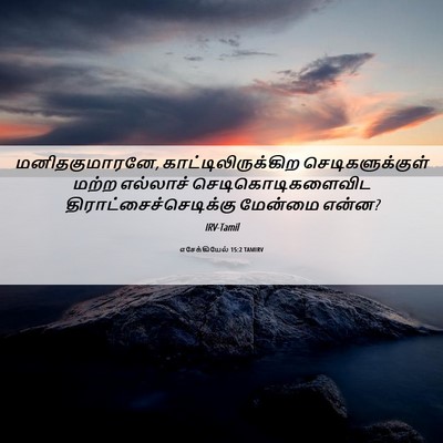 Picture 06 - எசேக்கியேல் 15:2 TAMIRV - மனிதகுமாரனே, - Bible Verse Picture