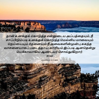Picture 06 - எசேக்கியேல் 16:19 TAMIRV - நான் உனக்குக் - Bible Verse Picture