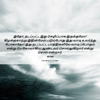 Picture 06 - எசேக்கியேல் 17:10 TAMIRV - இதோ, நடப்பட்ட இது - Bible Verse Picture