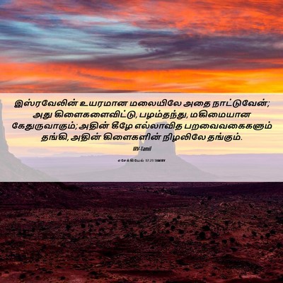 Picture 06 - எசேக்கியேல் 17:23 TAMIRV - இஸ்ரவேலின் உயரமான - Bible Verse Picture