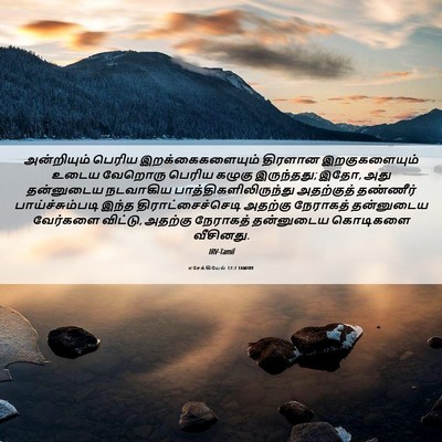 Picture 06 - எசேக்கியேல் 17:7 TAMIRV - அன்றியும் பெரிய - Bible Verse Picture