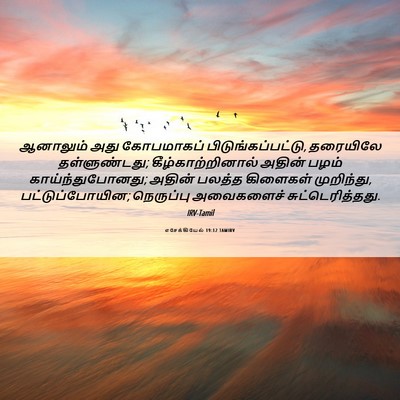 Picture 06 - எசேக்கியேல் 19:12 TAMIRV - ஆனாலும் அது - Bible Verse Picture