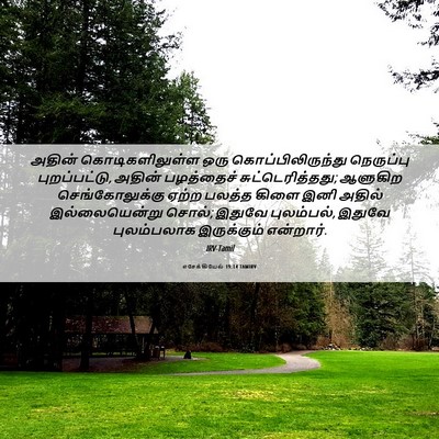 Picture 06 - எசேக்கியேல் 19:14 TAMIRV - அதின் - Bible Verse Picture