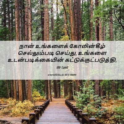 Picture 06 - எசேக்கியேல் 20:37 TAMIRV - நான் உங்களைக் - Bible Verse Picture