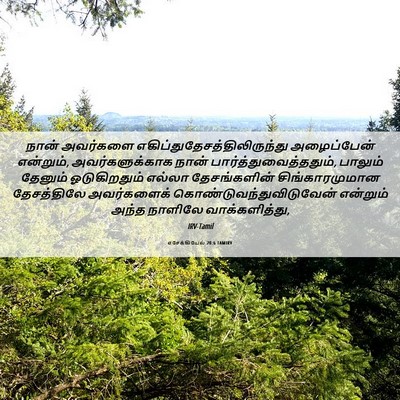 Picture 06 - எசேக்கியேல் 20:6 TAMIRV - நான் அவர்களை - Bible Verse Picture