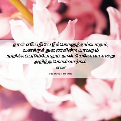 Picture 06 - எசேக்கியேல் 30:8 TAMIRV - நான் எகிப்திலே - Bible Verse Picture