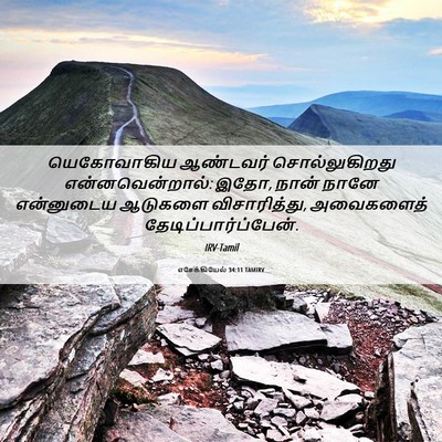 Picture 06 - எசேக்கியேல் 34:11 TAMIRV - யெகோவாகிய ஆண்டவர் - Bible Verse Picture