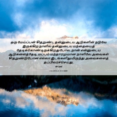 Picture 06 - எசேக்கியேல் 34:12 TAMIRV - ஒரு மேய்ப்பன் - Bible Verse Picture