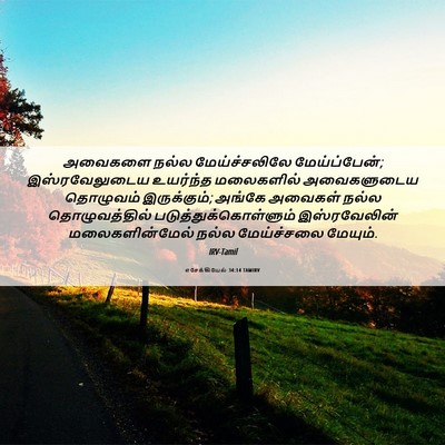 Picture 06 - எசேக்கியேல் 34:14 TAMIRV - அவைகளை நல்ல - Bible Verse Picture