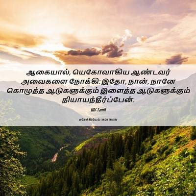 Picture 06 - எசேக்கியேல் 34:20 TAMIRV - ஆகையால், - Bible Verse Picture