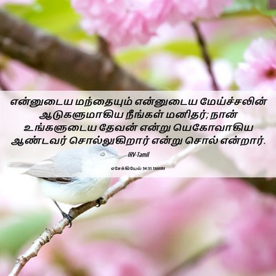 Picture 06 - எசேக்கியேல் 34:31 TAMIRV - என்னுடைய - Bible Verse Picture