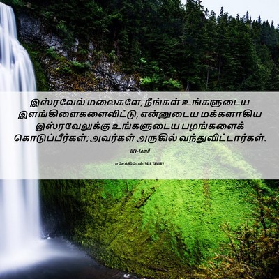 Picture 06 - எசேக்கியேல் 36:8 TAMIRV - இஸ்ரவேல் மலைகளே, - Bible Verse Picture