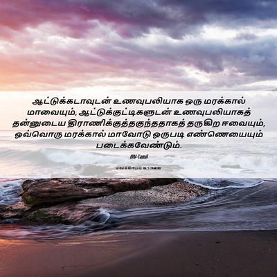 Picture 06 - எசேக்கியேல் 46:5 TAMIRV - ஆட்டுக்கடாவுடன் - Bible Verse Picture