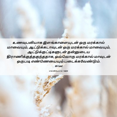 Picture 06 - எசேக்கியேல் 46:7 TAMIRV - உணவுபலியாக - Bible Verse Picture