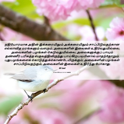 Picture 06 - எசேக்கியேல் 47:12 TAMIRV - நதியோரமாக அதின் - Bible Verse Picture