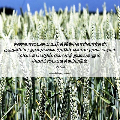 Picture 06 - எசேக்கியேல் 7:18 TAMIRV - சணலாடையை - Bible Verse Picture