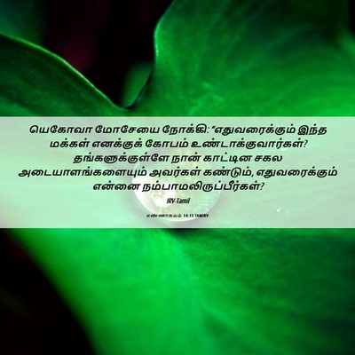Picture 06 - எண்ணாகமம் 14:11 TAMIRV - யெகோவா மோசேயை - Bible Verse Picture