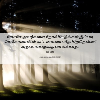 Picture 06 - எண்ணாகமம் 14:41 TAMIRV - மோசே அவர்களை - Bible Verse Picture
