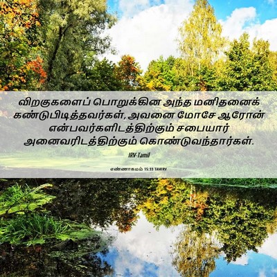 Picture 06 - எண்ணாகமம் 15:33 TAMIRV - விறகுகளைப் - Bible Verse Picture