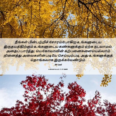 Picture 06 - எண்ணாகமம் 15:39 TAMIRV - நீங்கள் - Bible Verse Picture
