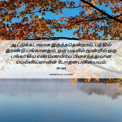Picture 06 - எண்ணாகமம் 15:6 TAMIRV - ஆட்டுக்கடாவாக - Bible Verse Picture
