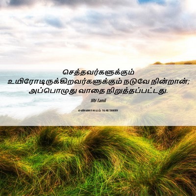 Picture 06 - எண்ணாகமம் 16:48 TAMIRV -  - Bible Verse Picture