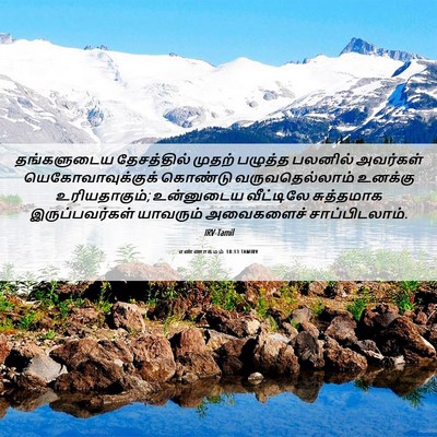 Picture 06 - எண்ணாகமம் 18:13 TAMIRV - தங்களுடைய - Bible Verse Picture