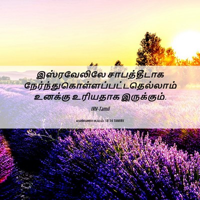 Picture 06 - எண்ணாகமம் 18:14 TAMIRV - இஸ்ரவேலிலே - Bible Verse Picture