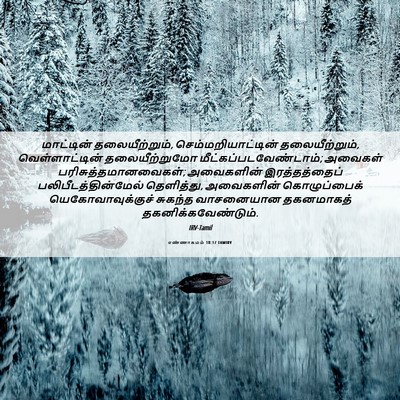 Picture 06 - எண்ணாகமம் 18:17 TAMIRV - மாட்டின் - Bible Verse Picture